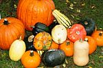 Gourds Galore Stock Photo