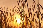 Grass And Sun In The Morning Stock Photo