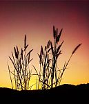 Grass At Sunset Stock Photo
