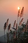 Grass Flower In The Moring Stock Photo