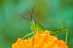 Grasshopper  Stock Photo