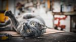 Gray Cat With Piercing Eyes Stock Photo