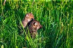 Gray Wolf Cubs In A Grass Stock Photo