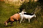 Grazing Flock Of Goats Stock Photo