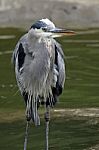 Great Blue Heron Stock Photo