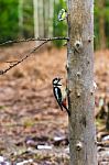 Great Spotted Woodpecker In A Spring Forest Stock Photo