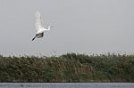 Great White Egret (egretta Alba) In The Danube Delta, Romania Stock Photo