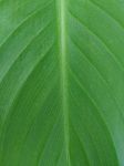 Green Banana Leaf Background Stock Photo