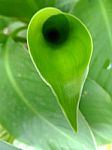 Green Banana Leaf Shape Background Stock Photo