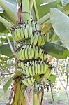 Green Bananas Stock Photo