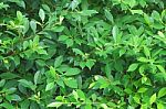 Green Banyan Leaf Wall Stock Photo