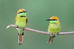 Green Bee-eater Stock Photo