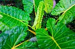 Green Caladium Leaf And Caladium Tree Stock Photo