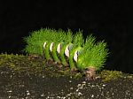 Green Caterpillar Stock Photo