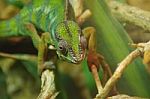 Green Chameleon Stock Photo