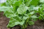 Green Chard Plantation In The Organic Garden Stock Photo