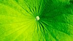 Green Color Background Stock Photo