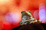 Green Frog With A Beautiful Backdrop Stock Photo