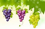 Green Grapes. Red Grapes And Leaves Stock Photo