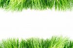 Green Grass  Stock Photo