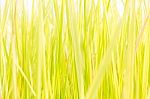 Green Grass Background Texture. Element Of Design Stock Photo