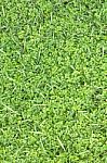 Green Grass On The Field Stock Photo