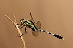 Green Hawk Dragonfly Stock Photo