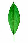 Green Leaf Stock Photo
