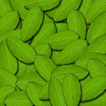 Green Leaf Background Stock Photo
