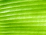 Green Leaf Background Stock Photo