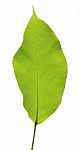 Green Leaf Isolated On White Background Stock Photo