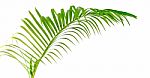 Green Leaf Of Palm Tree Stock Photo