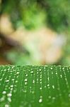 Green Leaf With Water Drops Stock Photo