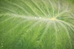Green Leaf With Water Drops For Background Stock Photo