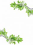 Green Leaves Isolated On White Background Stock Photo