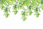 Green Leaves Isolated On White Background Stock Photo