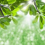 Green Leaves Of Frangipani Stock Photo