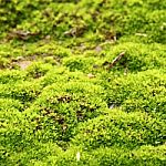 Green Moss Stock Photo