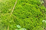Green Moss For Background Texture Stock Photo