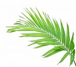 Green Palm Leaf Isolated On White Background Stock Photo