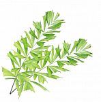 Green Palm Leaf Isolated On White Background Stock Photo