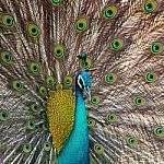 Green Peafowl Stock Photo
