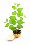 Green Plant In Egg Shell Stock Photo