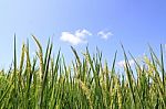 Green Rice Field And Blue Sky  Stock Photo
