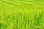 Green Rice Field In Thailand Stock Photo