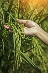 Green Rice In Woman's Hands Stock Photo