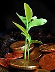 Green Shoots Stock Photo