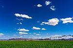 Green Sudan Field In Yuma Arizona Stock Photo