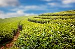 Green Tea Farm Stock Photo