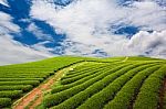 Green Tea Plantation Stock Photo